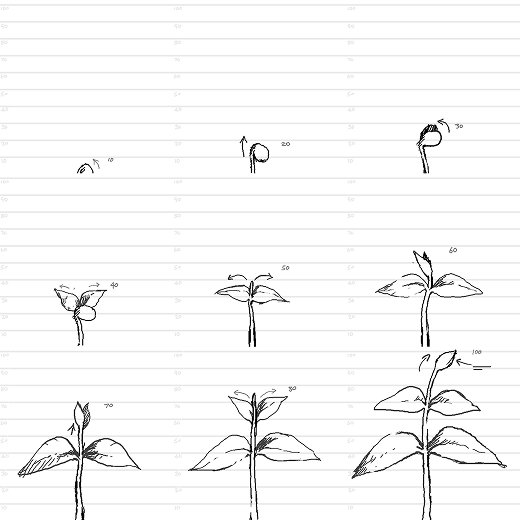 9 frames of an animation of a plant sprouting.